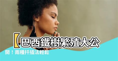 巴西鐵樹繁殖